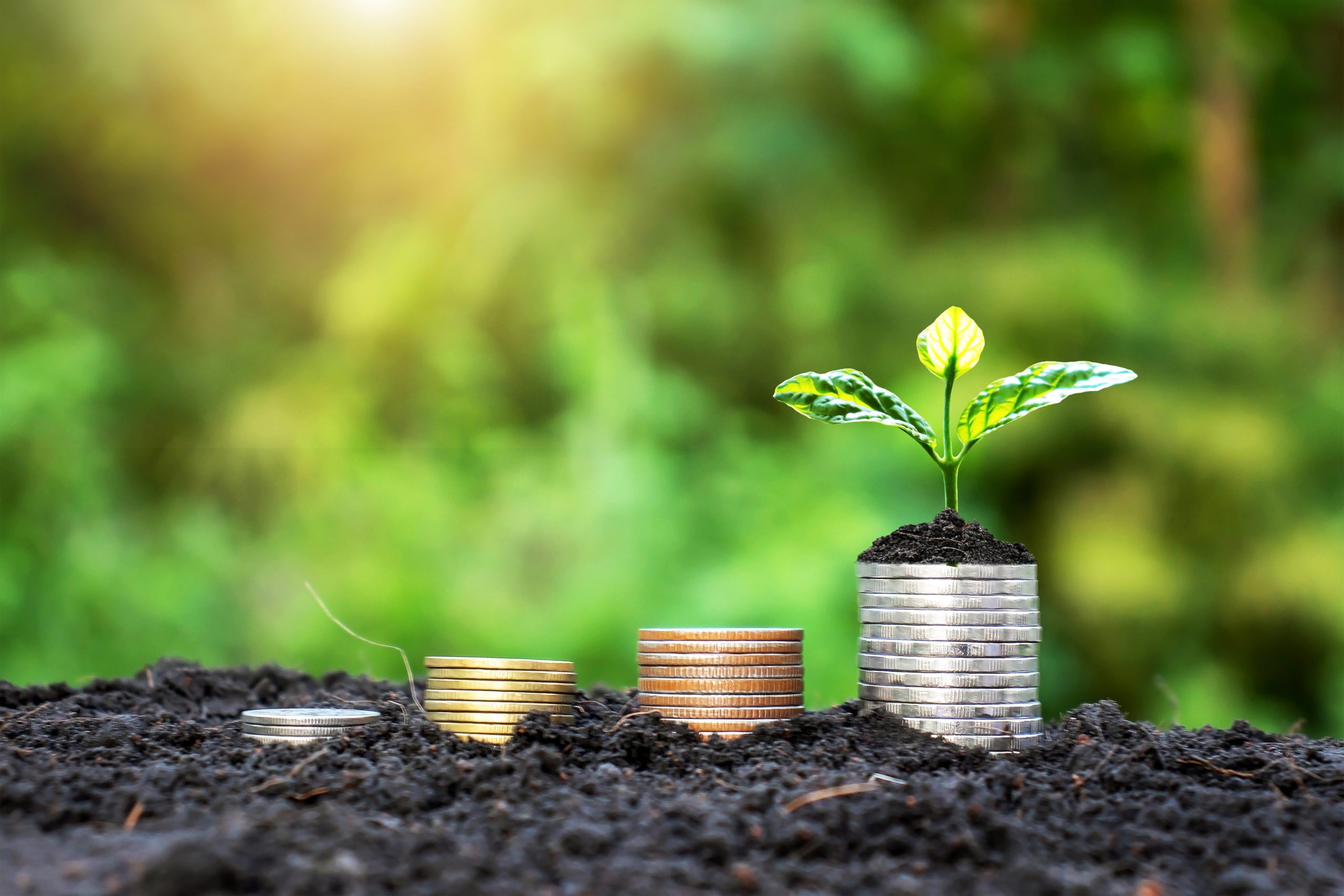 Coins growing in the ground, the concept of investment and money growth.