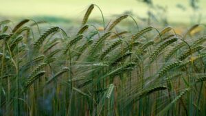 Post Thumbnail Image