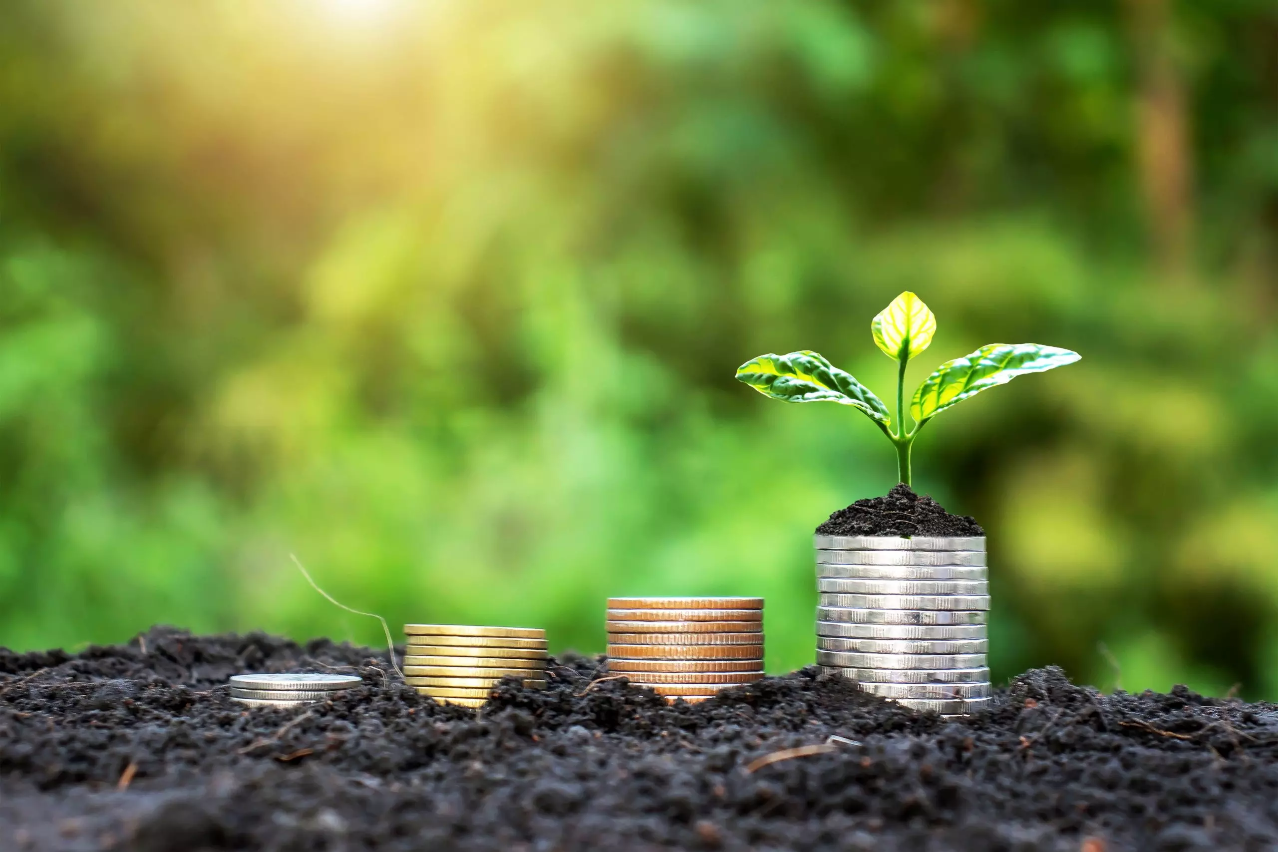 Coins growing in the ground, the concept of investment and money growth.