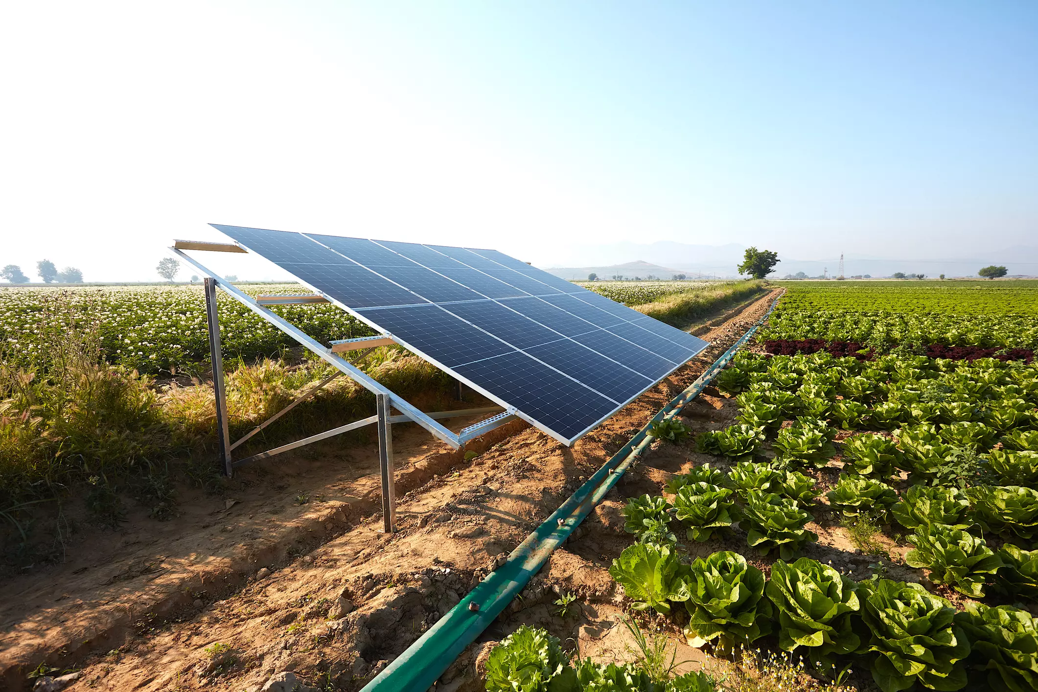 A lettuce field irrigated with solar energy in Turkey. A large area where lettuce is grown.