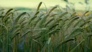 Post Thumbnail Image